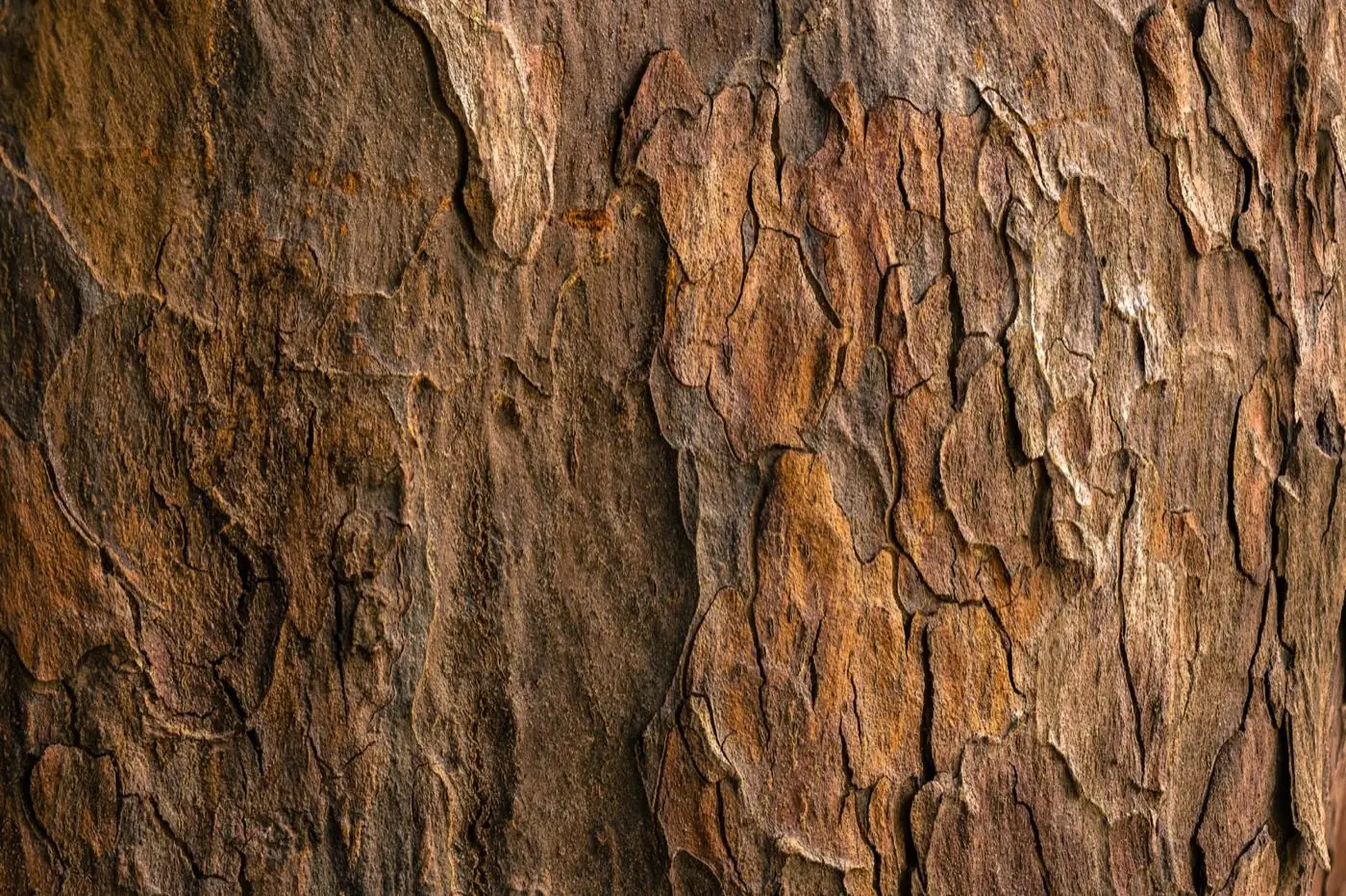 Deep fibres of tree bark